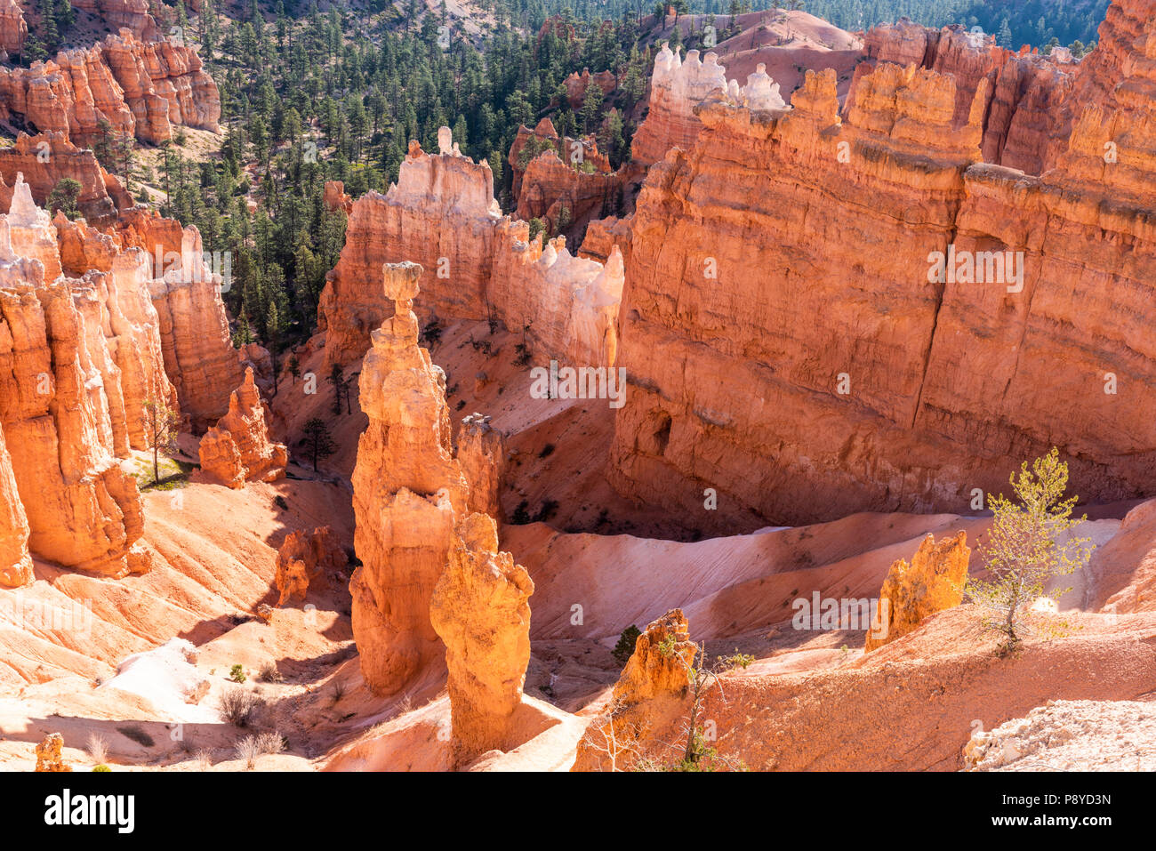 Thor's Hammer Felsformation im Bryce Canyon National Park in Utah Stockfoto
