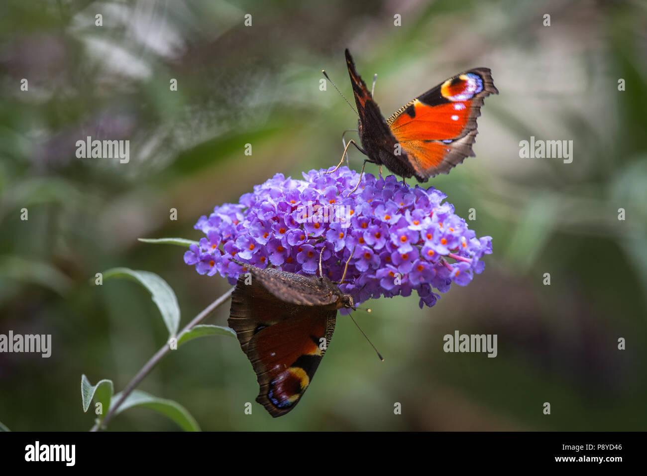 Schmetterling auf die Blütezeit der Buddleja. Abruzzen Stockfoto