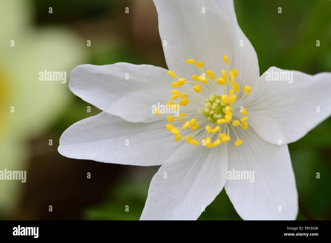 Nahaufnahme eines Buschwindröschen Blüte in der Blüte Stockfoto