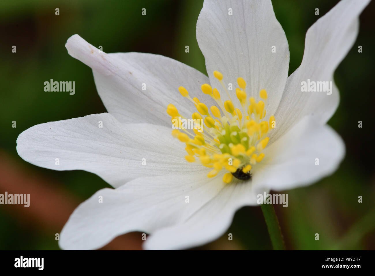 Nahaufnahme eines Buschwindröschen Blüte in der Blüte Stockfoto