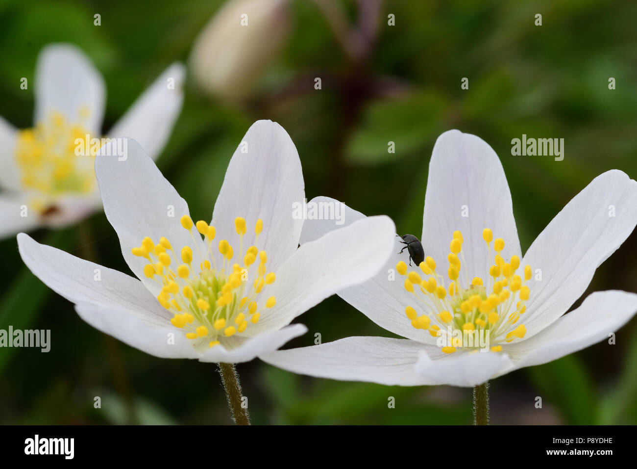 Buschwindröschen blühen Stockfoto