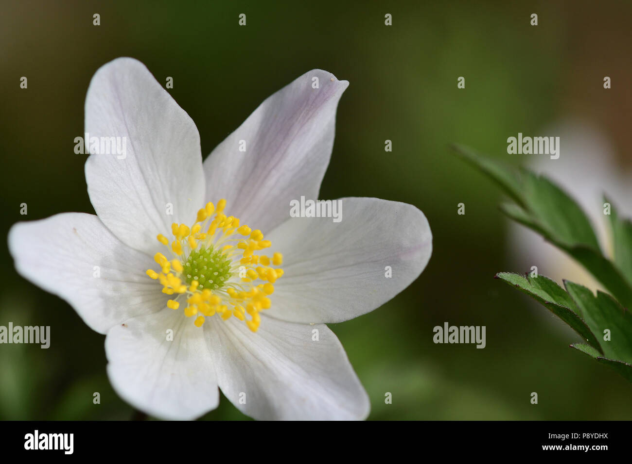 Nahaufnahme eines Buschwindröschen Blüte in der Blüte Stockfoto