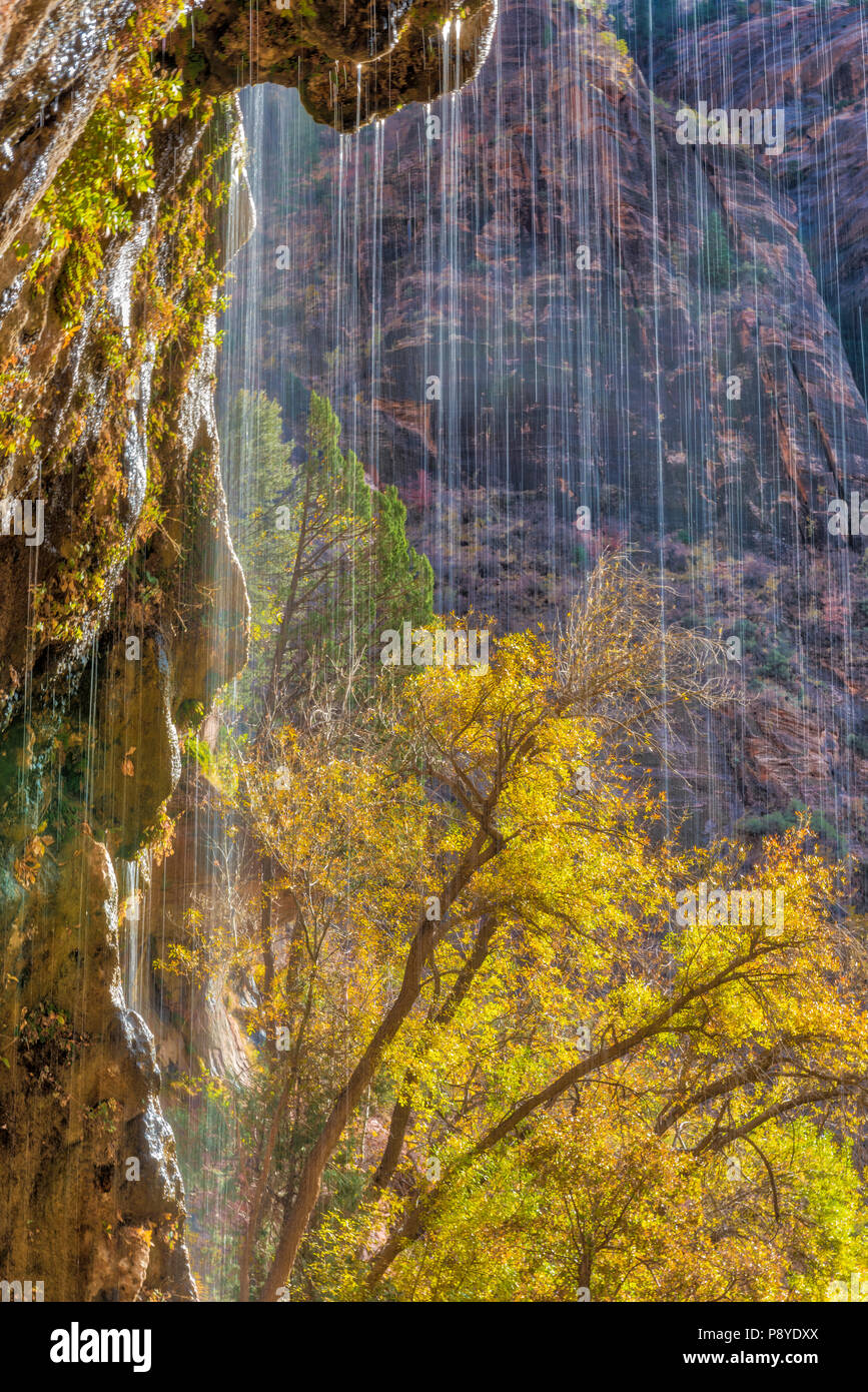 Die weinende Wand im Zion National Park. Stockfoto