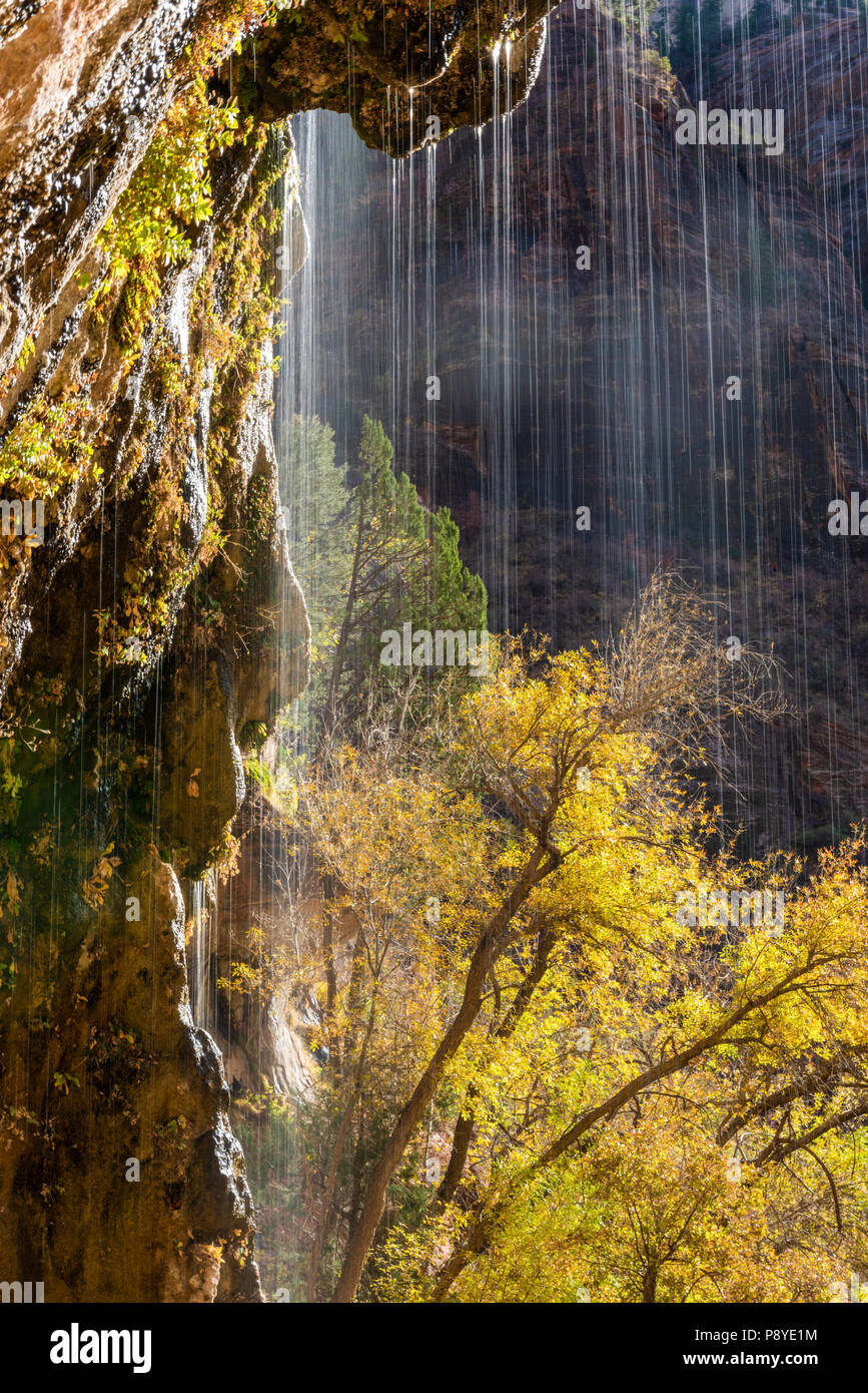 Die weinende Wand im Zion National Park. Stockfoto