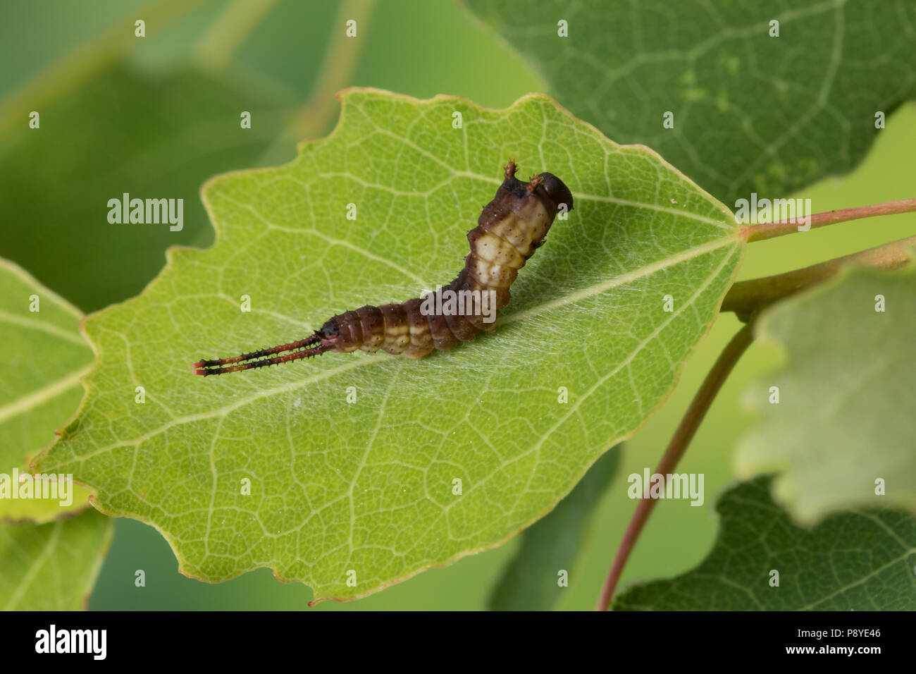 Großer Gabelschwanz, Grosser Gabelschwanz, Jungraupe, Raupe frisst eine Zitterpappel, Pappel, Cerura vinula, Dicranura, vinula Puss Moth, Caterpillar, L Stockfoto