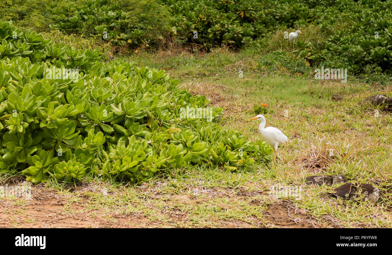 Cattle Egret, Bubulcus ibis kommt in tropischen und subtropischen Klimazonen vor. Stockfoto