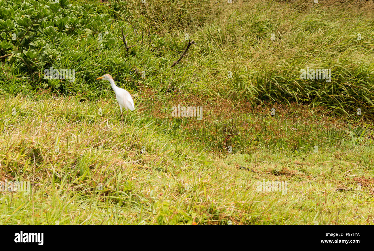 Cattle Egret, Bubulcus ibis kommt in tropischen und subtropischen Klimazonen vor. Stockfoto