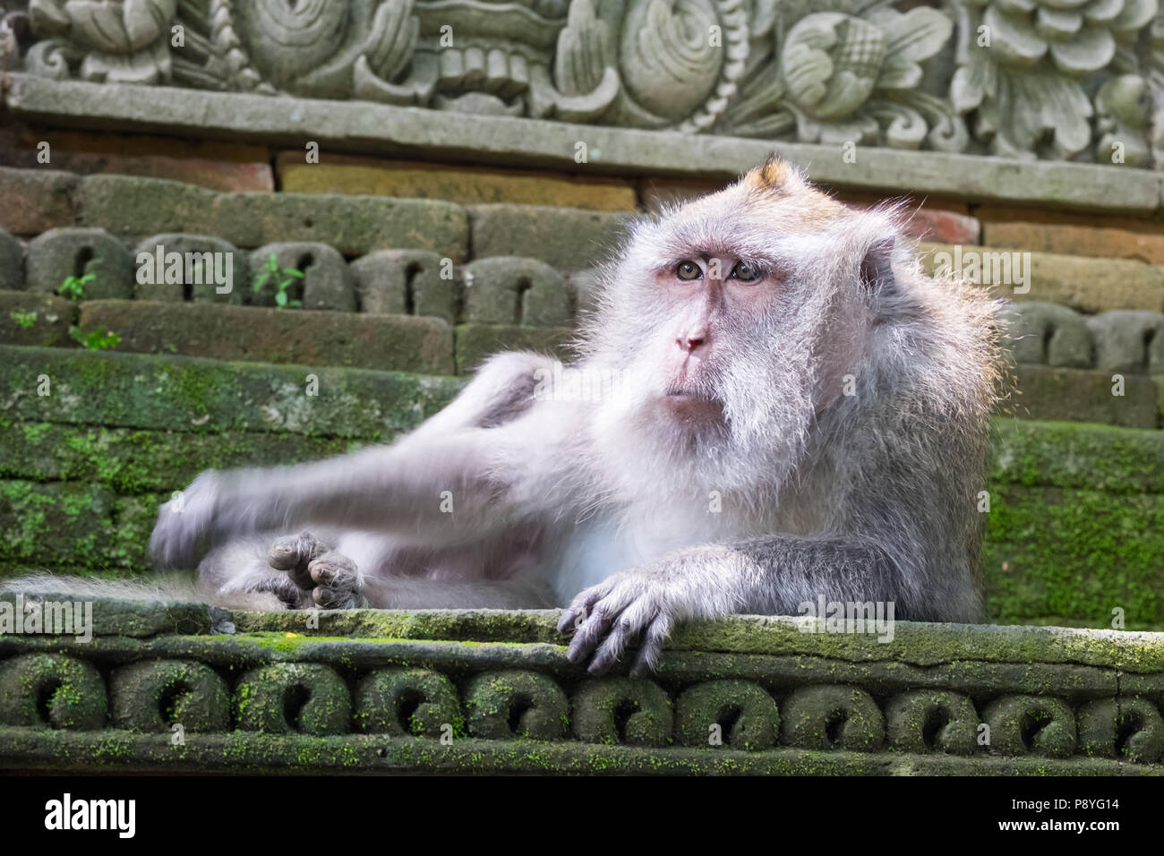 Long-tailed Makaken (Macaca fascicularis) monkey Entspannen auf Stone Temple Gebäude in der Heiligen Affenwaldstation. Bali, Ubud, Indonesien. Schöne pr Stockfoto