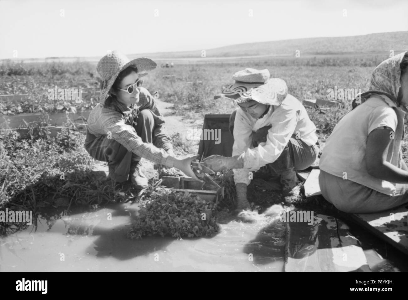 Japanisch-amerikanischen weiblichen Landarbeiter Waschen Sellerie Sprossen zum Anpflanzen, Farm Security Administration (FSA) Mobile Camp, Malheur County, Oregon, USA, Russell Lee, Farm Security Administration, Juli 1942 Stockfoto