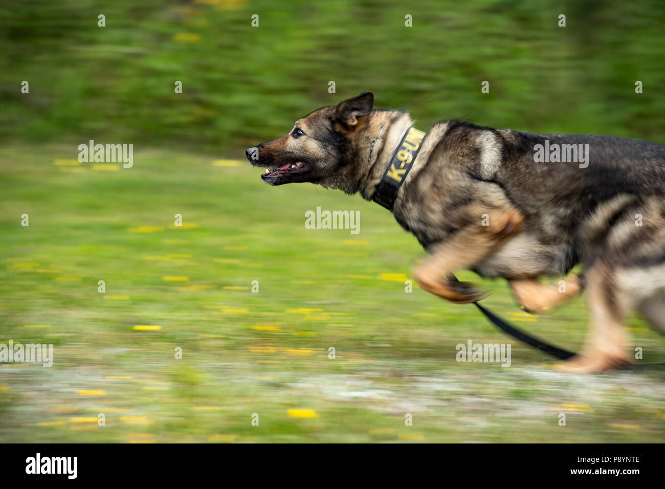 Charly, US Air Force 86th Sicherheitskräfte Squadron militärischen Gebrauchshund, Striche durch ein Feld während biss Ausbildung auf der Air Base Ramstein, Deutschland, 25. Juni 2018. K-9 Einheiten durchführen Training täglich mit ihren MWDs Mission bereit zu halten. (U.S. Air Force Foto von älteren Flieger Devin Boyer) Stockfoto