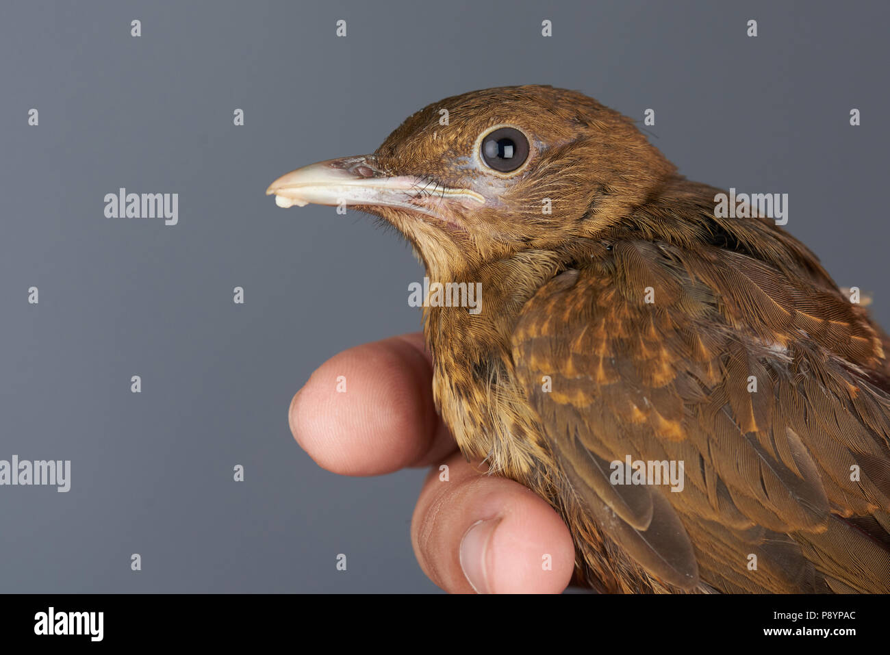 Close-up Portrait von braune Vogel auf grauem Hintergrund Stockfoto