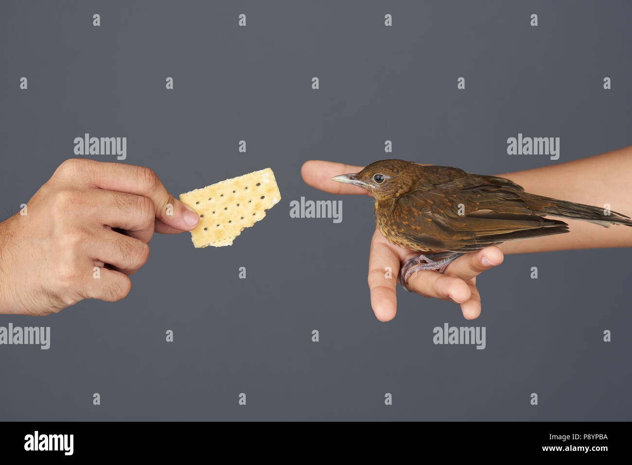 Fütterung kleiner brauner Vogel aus den Händen auf grauem Hintergrund Stockfoto