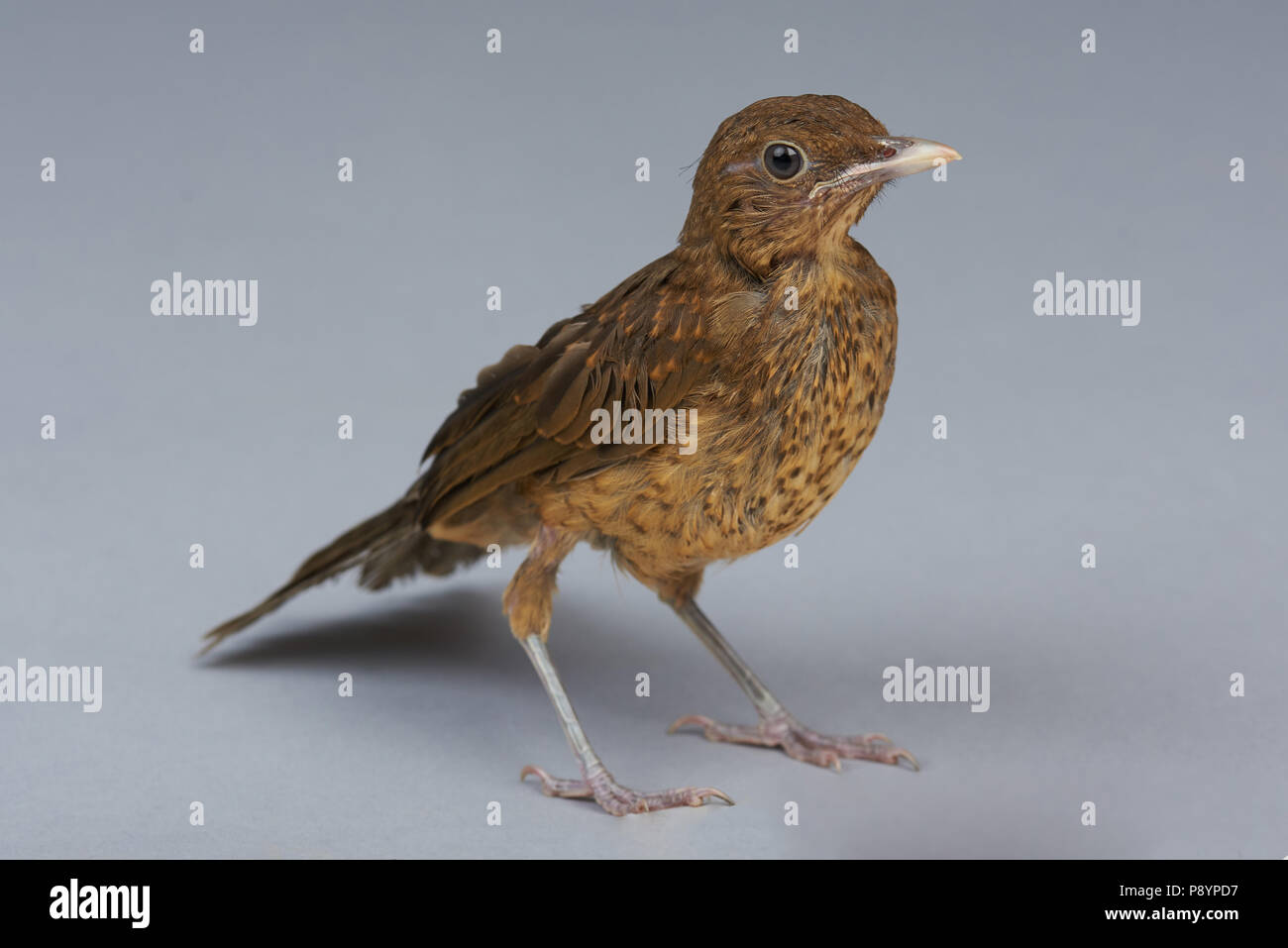 Kleine braune Thrush Vogel stand auf grauem Hintergrund Stockfoto