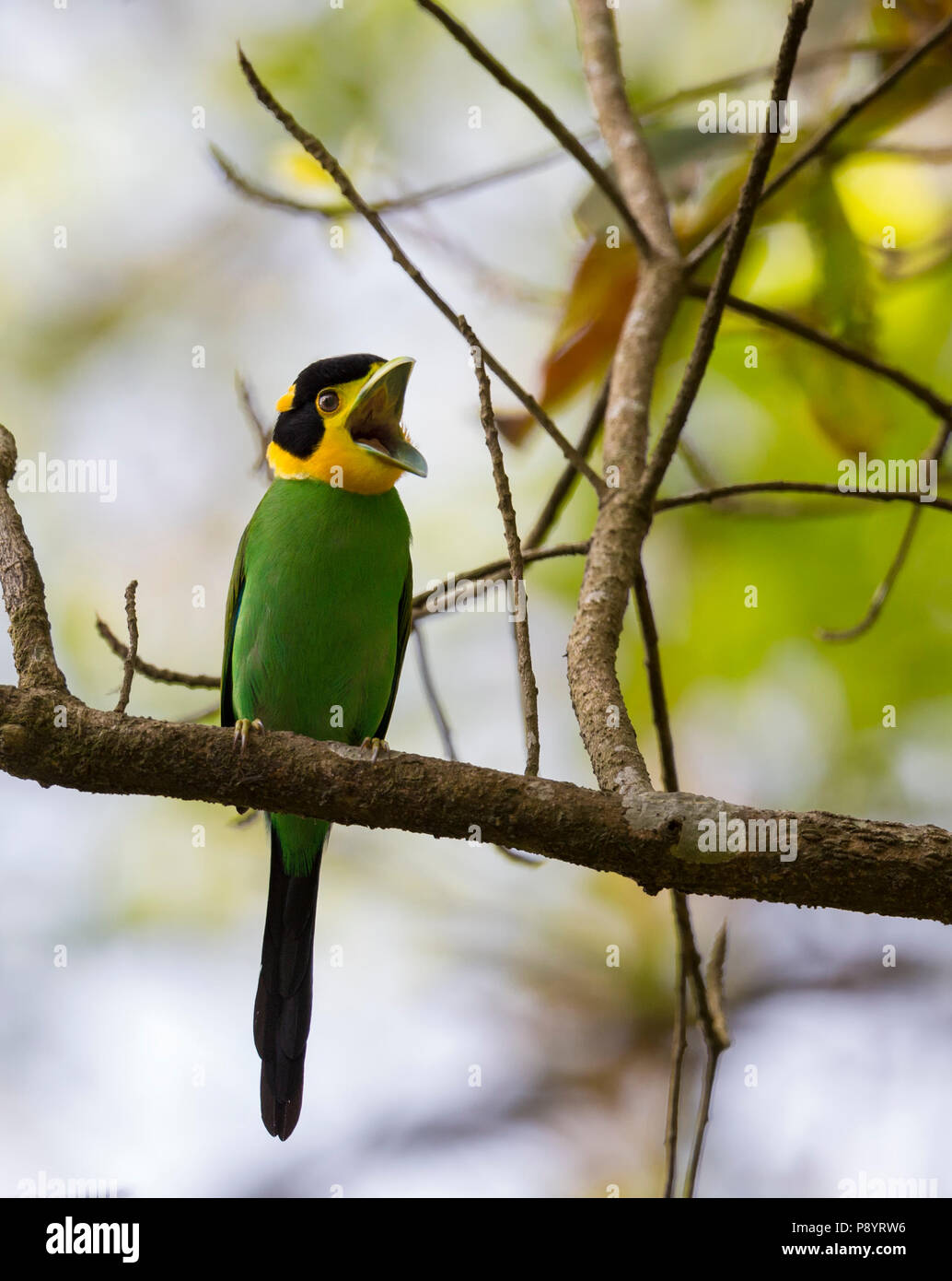 Lange Broadbill oder Psarisomus dalhousiae in Latpanchor, Nord-bengalen Indien tailed Stockfoto