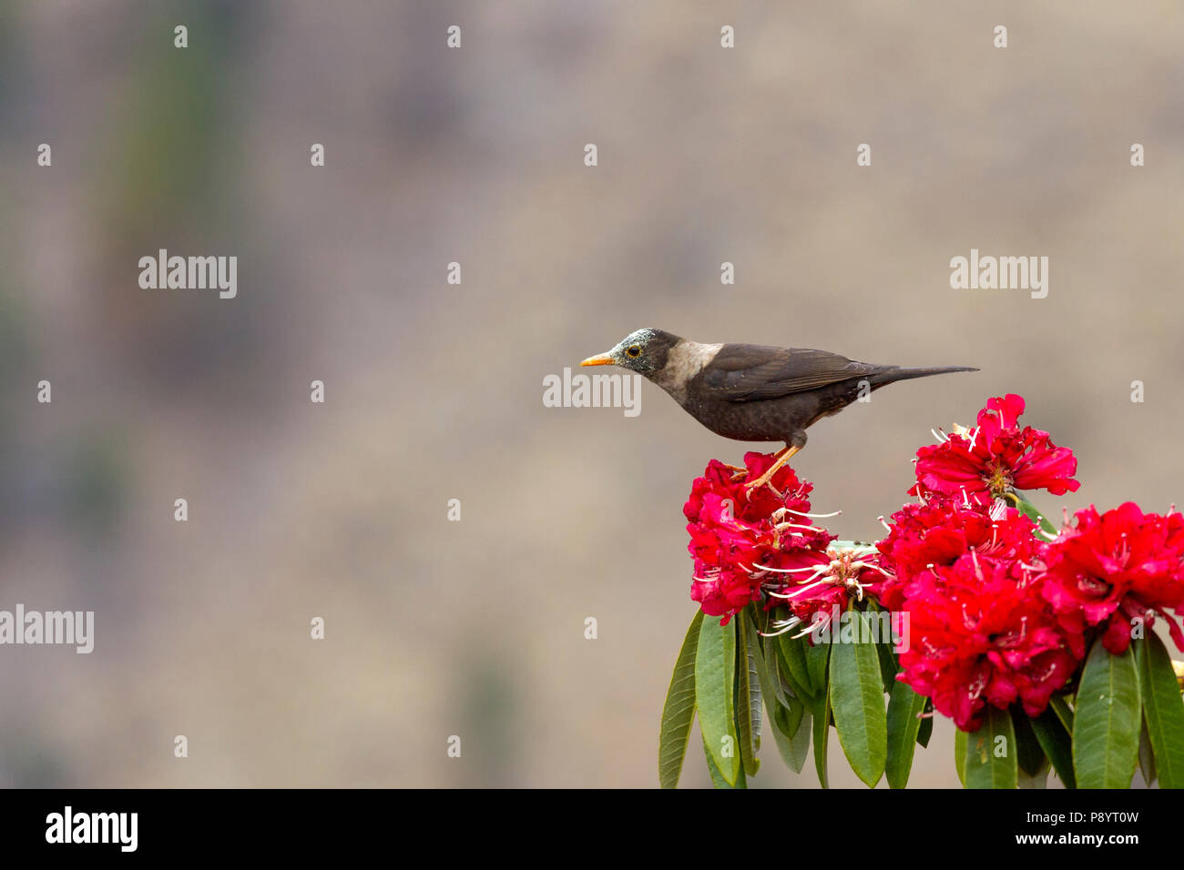 Weiß-collard Blackbird in Uttarakhand Himalaya, Indien in Kedarnath WLS Stockfoto