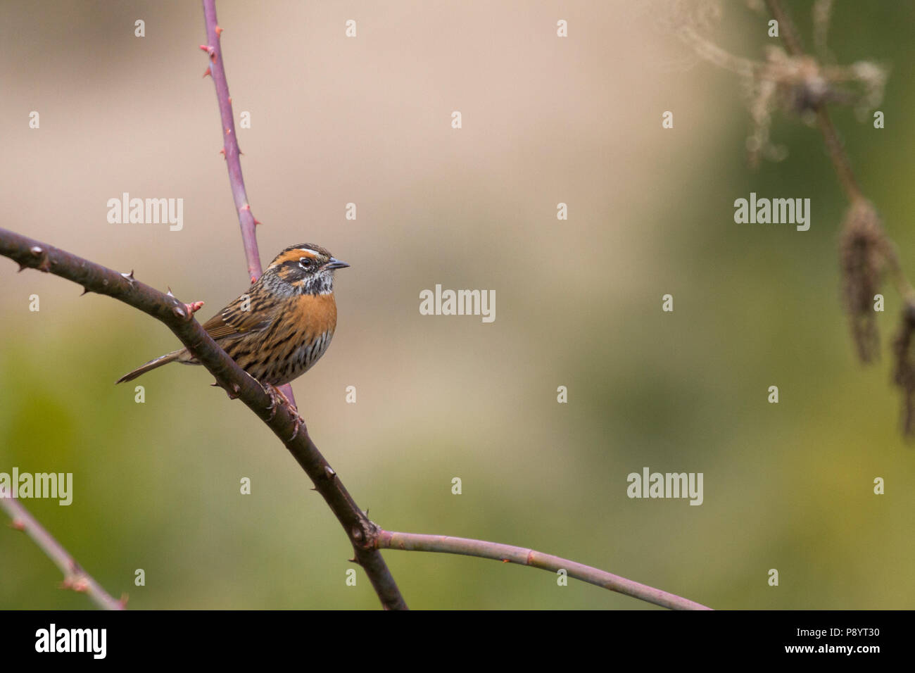 Rufous-breasted Accentor in Kedarnath WLS, Uttarakhand Himalaya, Indien. Stockfoto