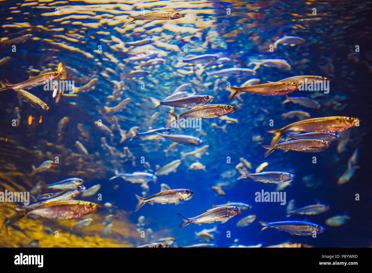 Schwarm von Rot Gelb tropische Fische im klaren blauen Wasser, bunte Unterwasserwelt, Copyspace für Text, Hintergrund Stockfoto