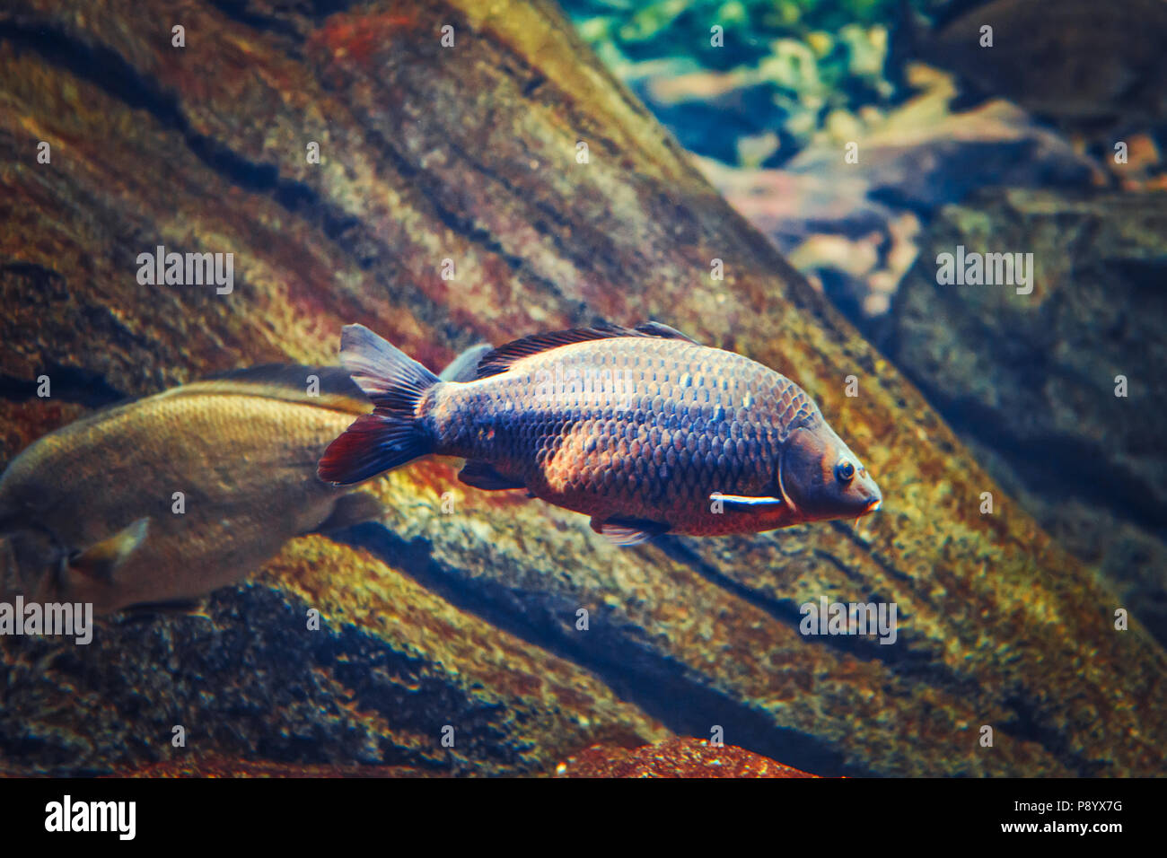 Zwei große Big Red gelb tropische Fische in blaues Wasser, bunte Unterwasserwelt, Copyspace für Text, Hintergrund Stockfoto