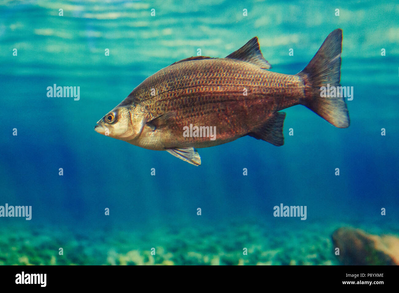 Ein rot gelb große Fische in blaues Wasser, bunte Unterwasserwelt, Copyspace für Text, Hintergrund Stockfoto