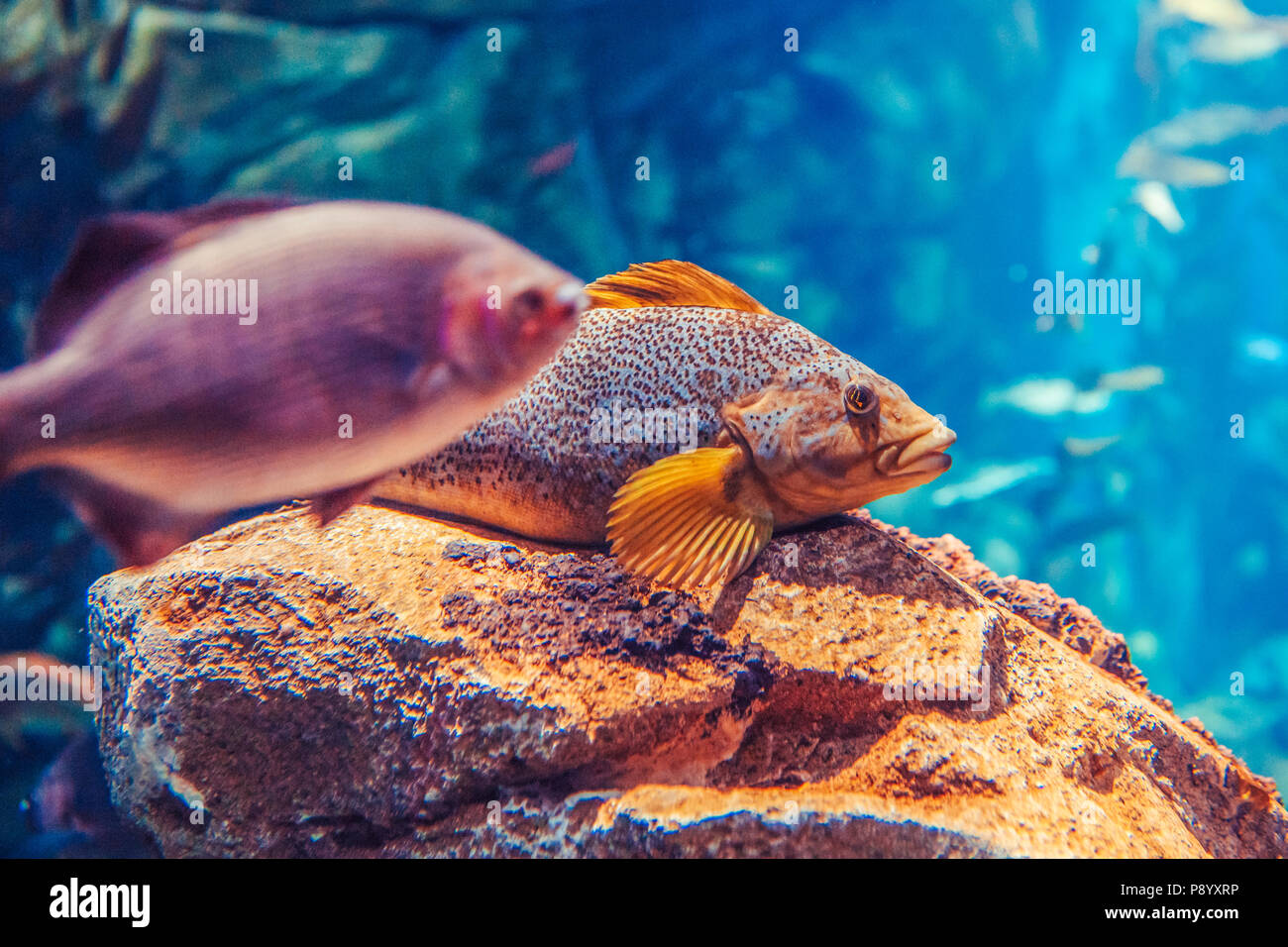 Zwei große Big Red gelb tropische Fische in blaues Wasser, bunte Unterwasserwelt, Copyspace für Text, Hintergrund Stockfoto