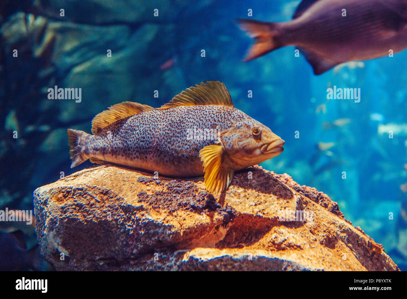 Ein rot gelb große Fische in blaues Wasser, bunte Unterwasserwelt, Copyspace für Text, Hintergrund Stockfoto