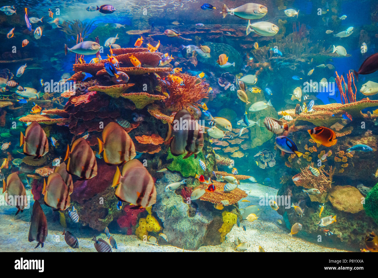 Shoal Gruppe von vielen Rot Gelb tropische Fische in blaues Wasser mit Korallenriff, bunte Unterwasserwelt, Copyspace für Text, Hintergrund Stockfoto