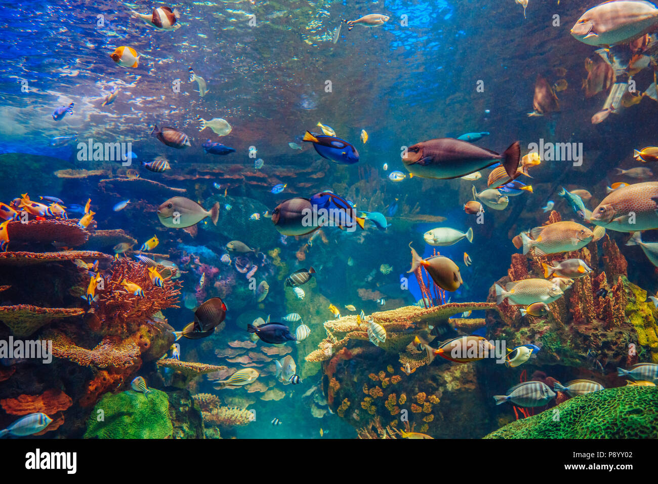 Shoal Gruppe von vielen Rot Gelb tropische Fische in blaues Wasser mit Korallenriff, bunte Unterwasserwelt, Copyspace für Text, Hintergrund Stockfoto