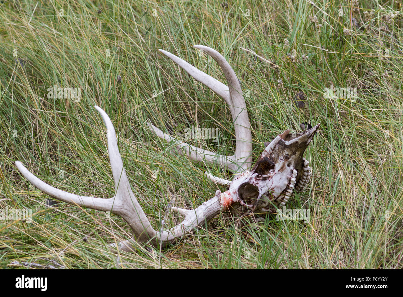 Skull Of A Lion Stockfotos Und Bilder Kaufen Alamy