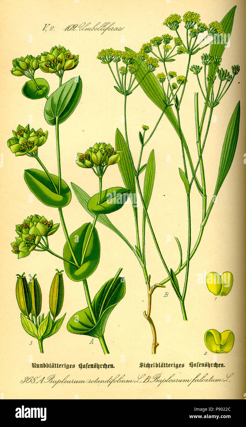 . 336 Abbildung: Bupleurum Rotundifolium 0 Stockfoto