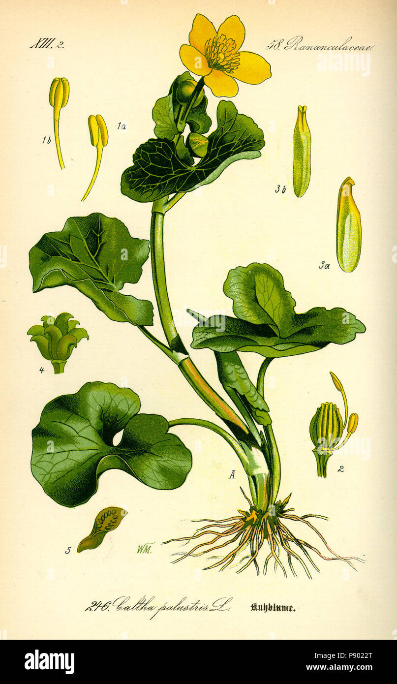 . 336 Abbildung: Caltha palustris 0 Stockfoto