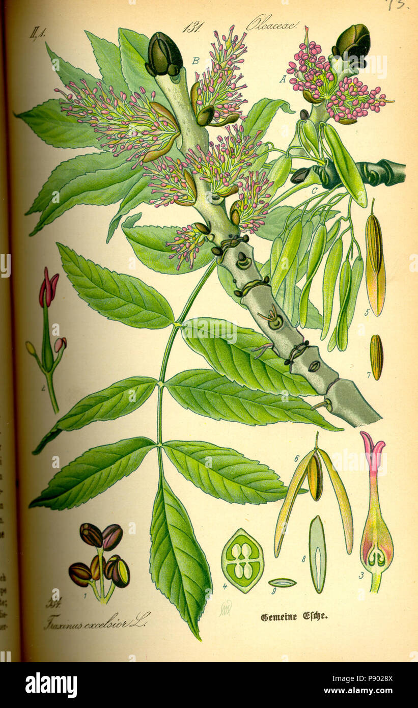 . 336 Abbildung Fraxinus excelsior 0 Stockfotografie Alamy