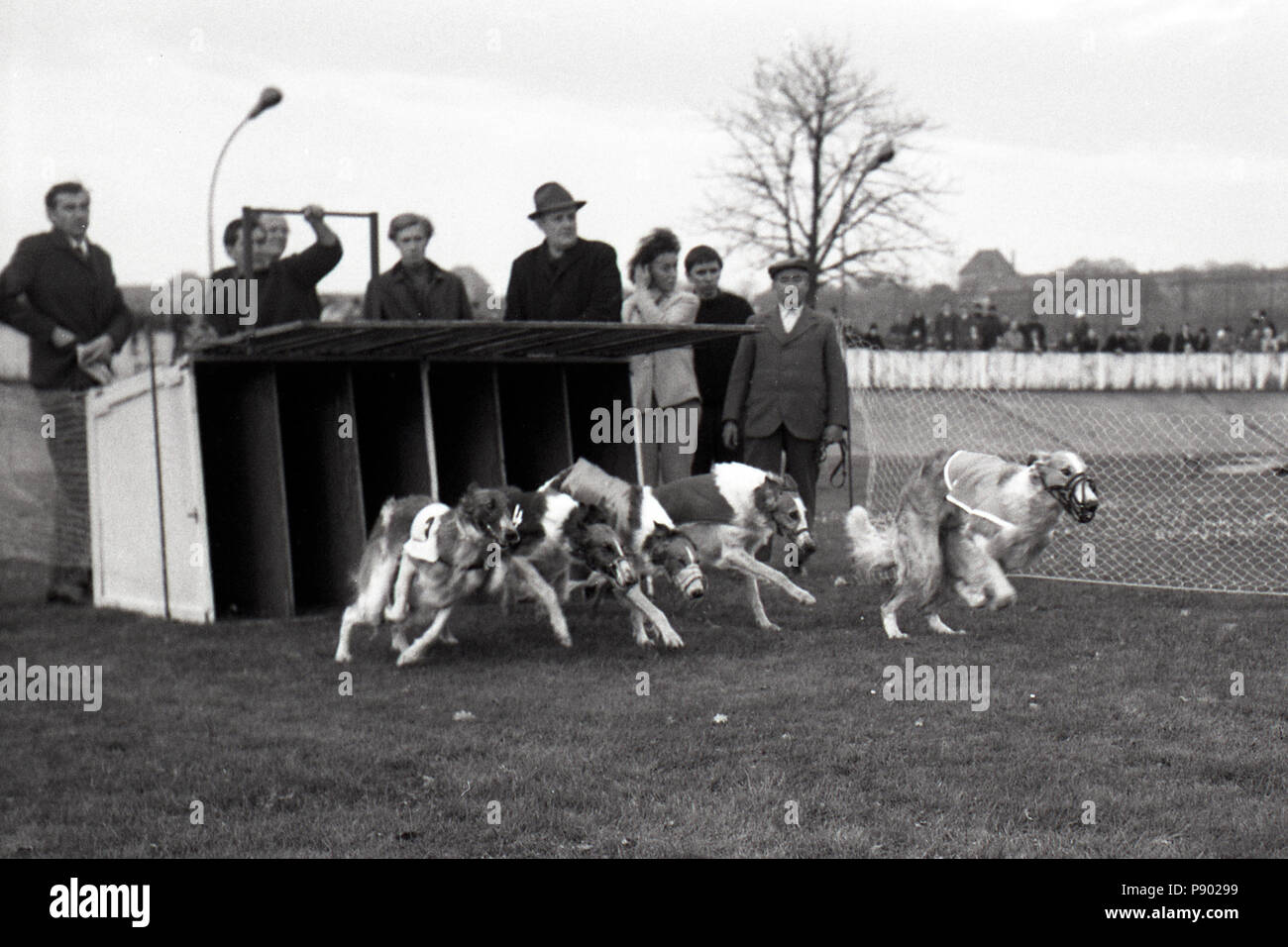 Dresden, DDR, der Start eines Greyhound Race auf dem ehemaligen Radweg Johannstadt Stockfoto
