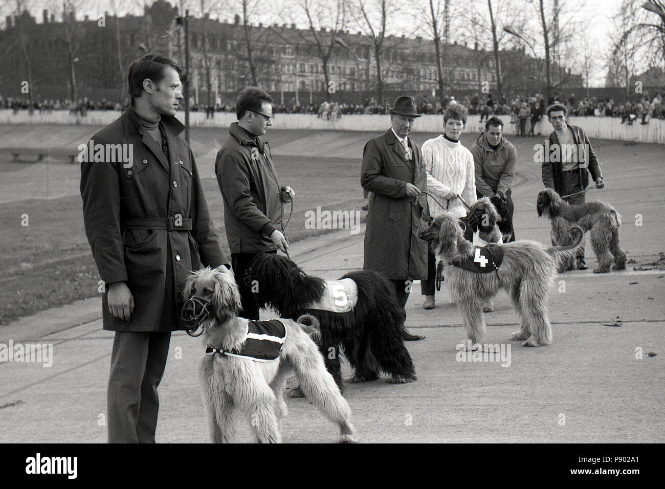 Dresden, DDR, Inhaber der Afghanischen Windhunde vor einem Greyhound Race auf dem ehemaligen Radweg Johannstadt Stockfoto