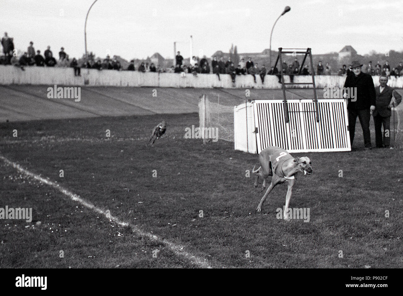 Dresden, DDR, Greyhound Racing auf dem ehemaligen Radweg Johannstadt Stockfoto