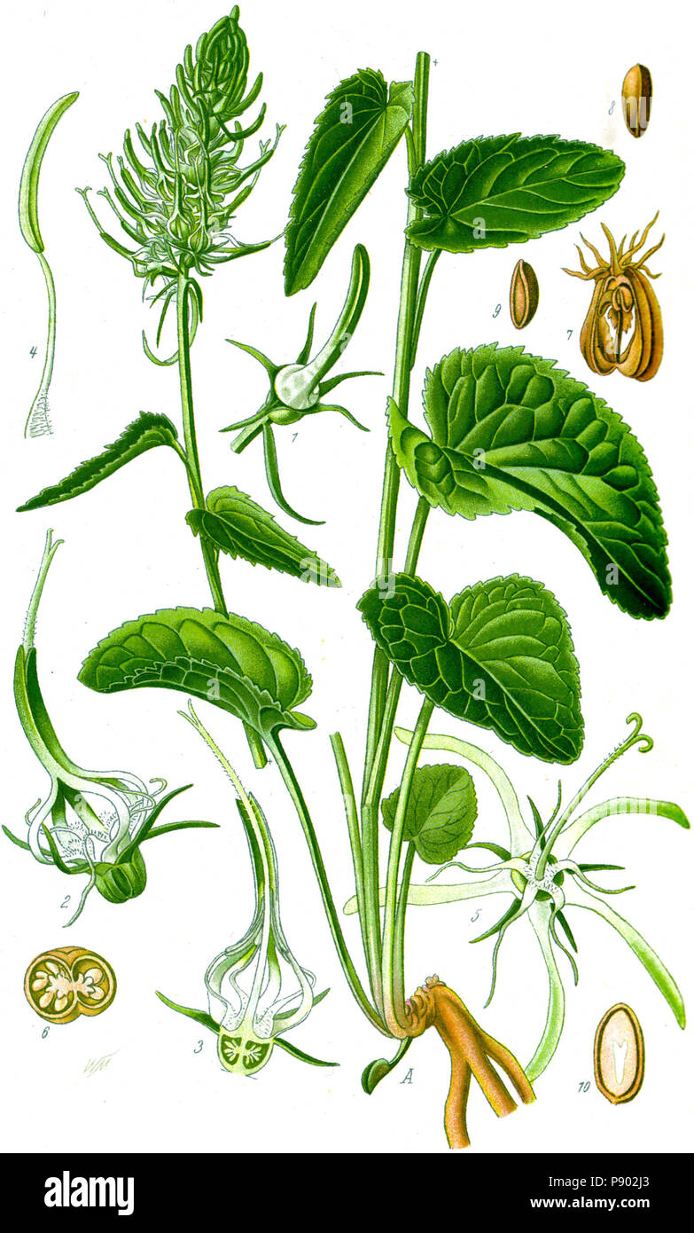 . 337 Abbildung: phyteuma Spicatum 0 gereinigt - Beschreibung Stockfoto