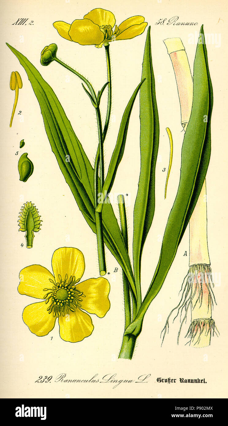 . 338 Abbildung: Ranunculus Lingua 0 Stockfoto