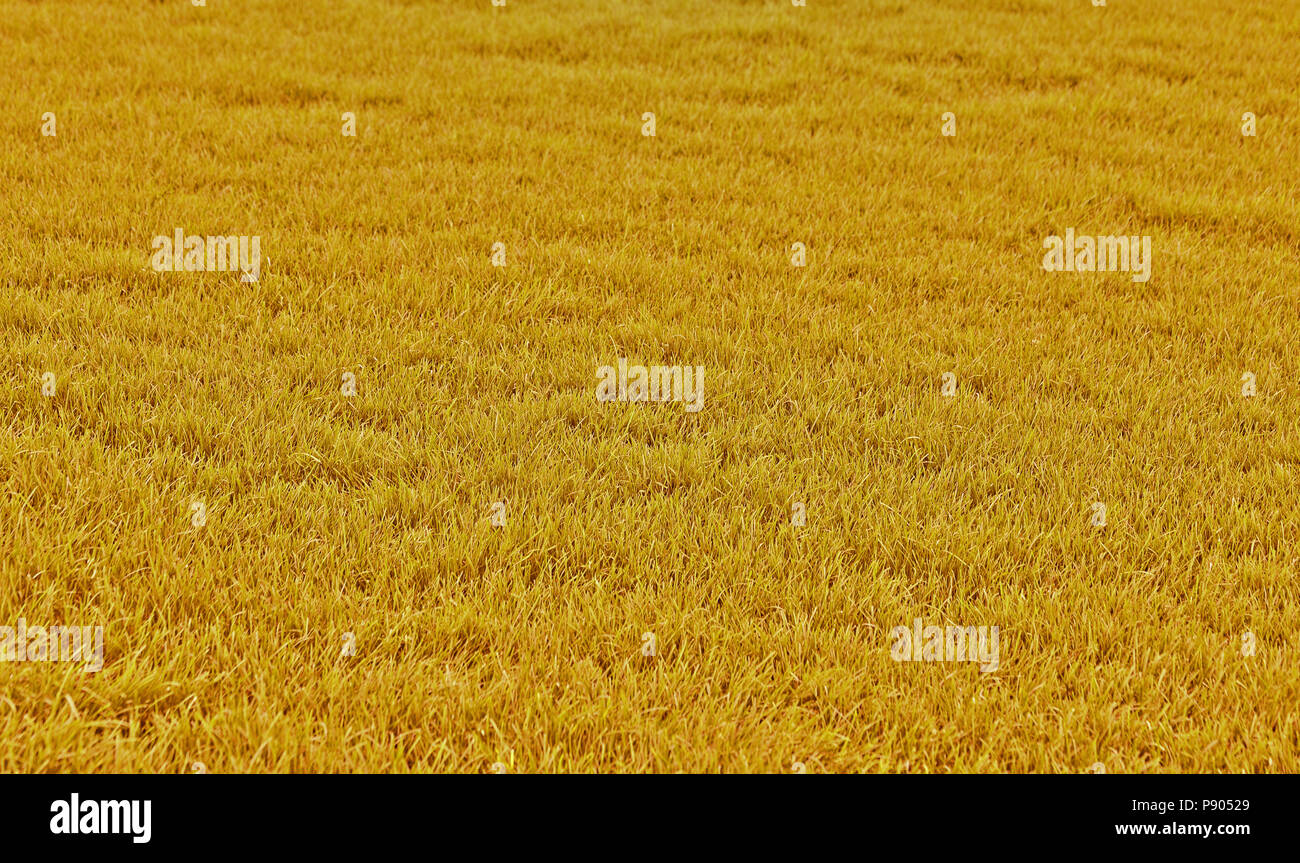 Gelbe Gras Feld Hintergrund. Gelbe Gras Textur Stockfoto