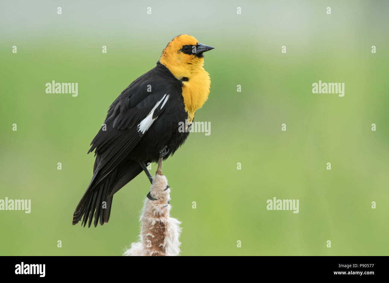Yellow-headed blackbird, Montana Stockfoto
