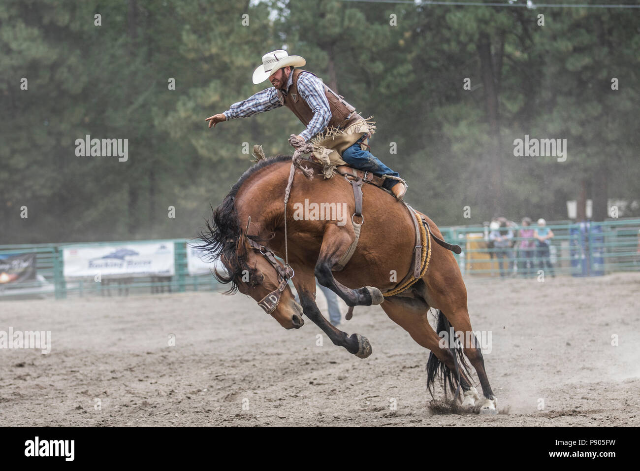 Saddle Bronc Riding, Rhythmus zwischen einem Cowboy und sein Pferd ist der Schlüssel in Saddle Bronc. Wilder Action als Pferd sucht Reiter zu sträuben. Cranbrook, BC, Kanada Stockfoto