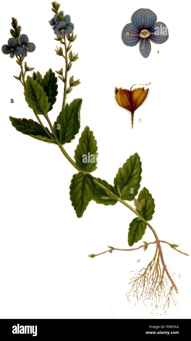 . 572 Veronica chamaedrys teveronika reinigen Stockfoto