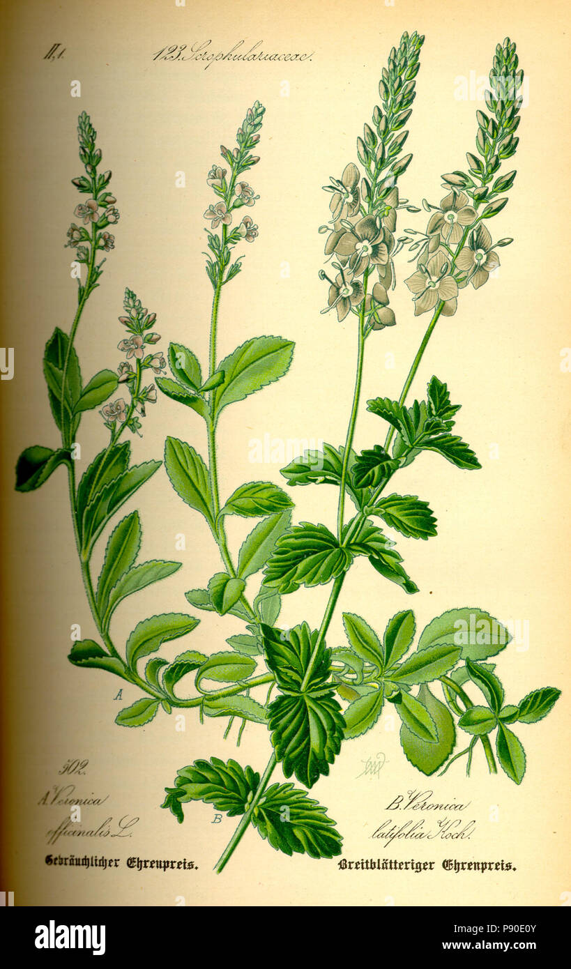 . 339 Abbildung: Veronica officinalis 0 Stockfoto