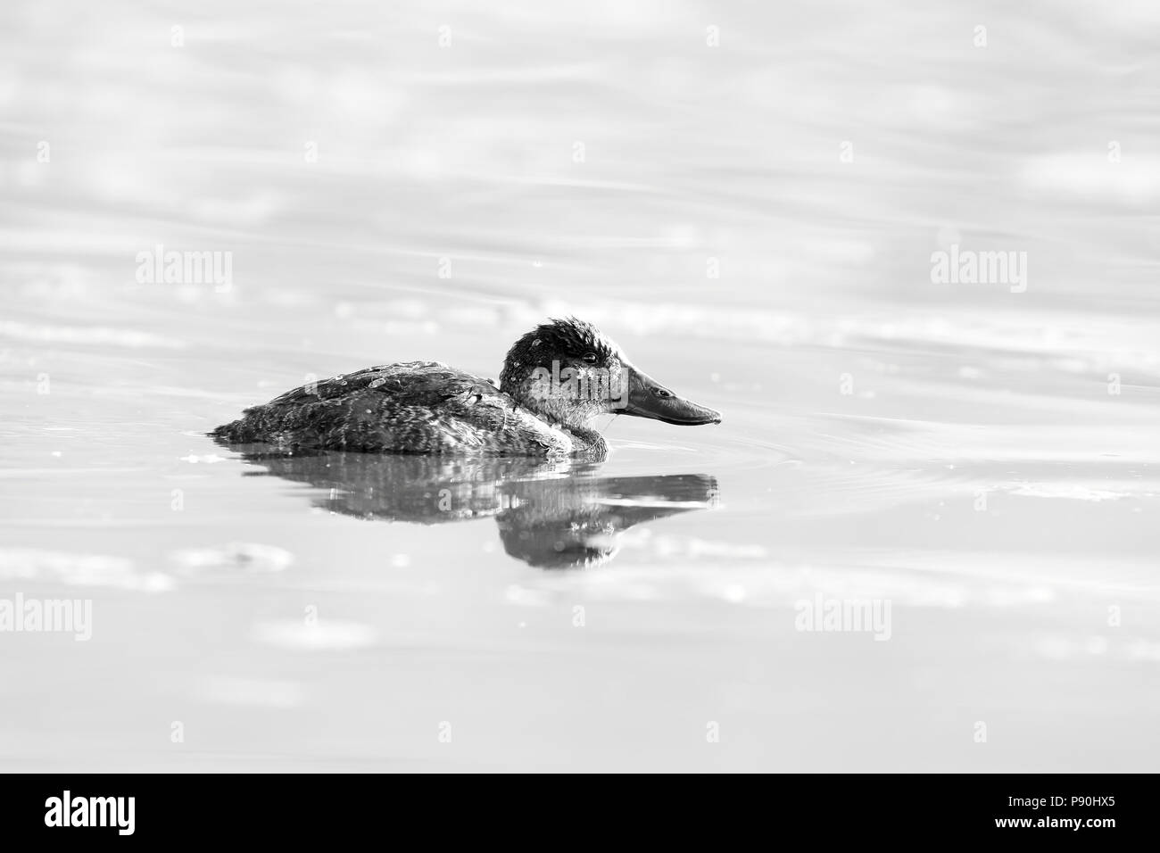 Wide-billed Frosch Ente (Oxyura ferruginea) Schwimmen einsam. Junín - Perú in Schwarz und Weiß Stockfoto