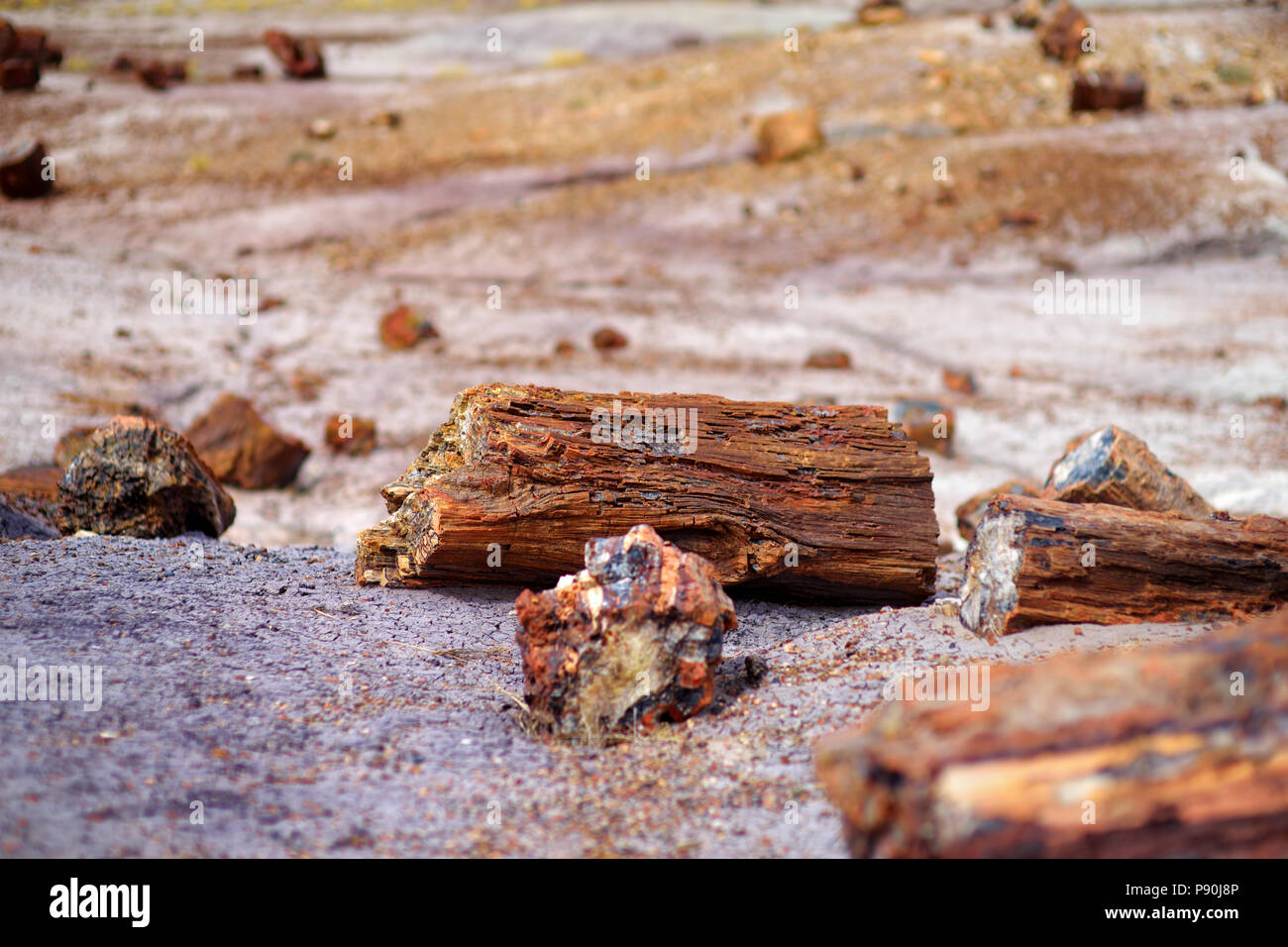 Atemberaubende versteinertes Holz in der Petrified Forest National Park, Arizona, USA Stockfoto