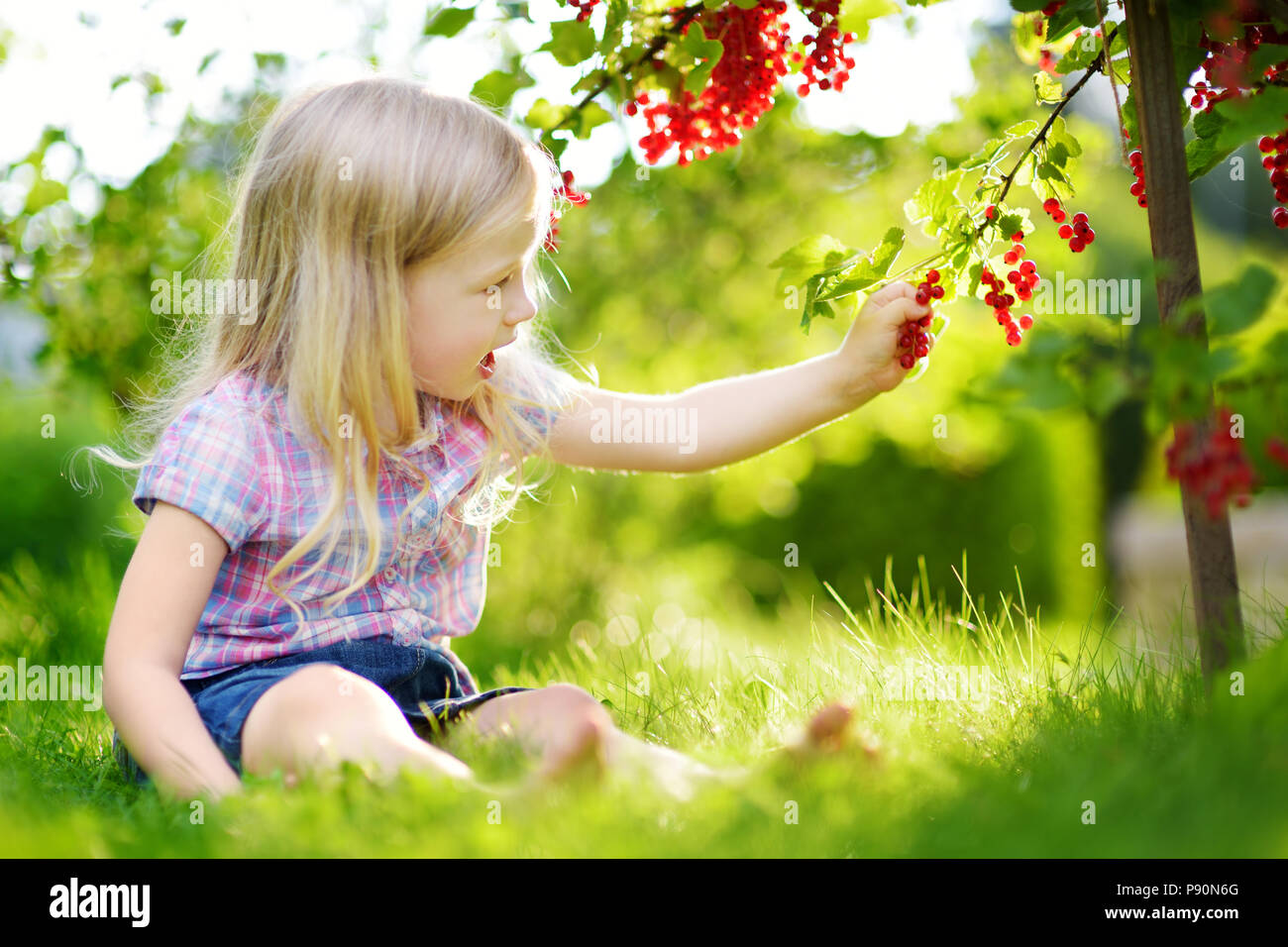 Süße kleine Mädchen Kommissionierung rote Johannisbeeren in einem Garten an warmen und sonnigen Sommer Tag Stockfoto