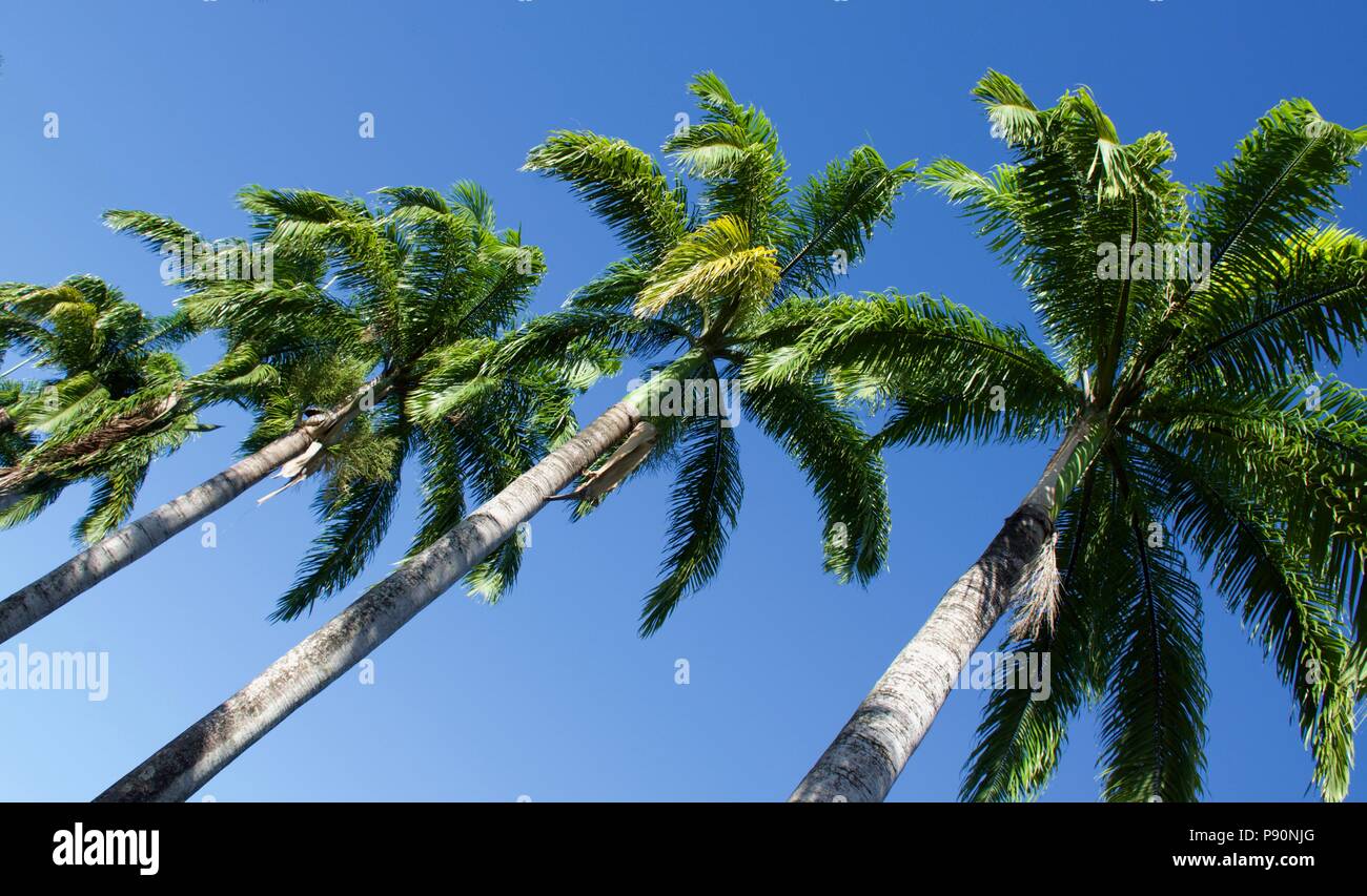 Avenue des kubanischen Royal Palm Palmen mit hohen Trunks und leuchtende grüne Wedel gegen ein strahlend blauer Himmel Stockfoto