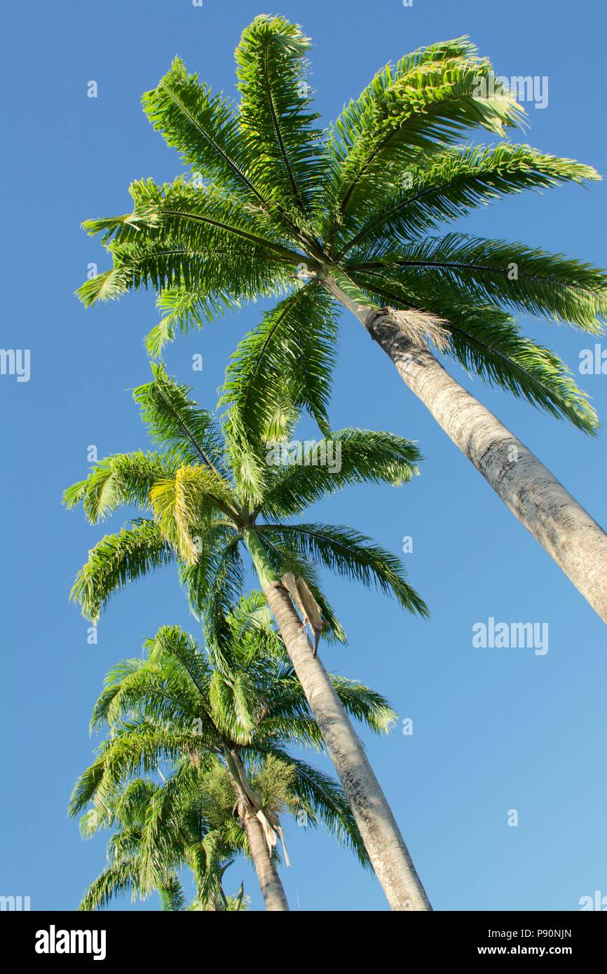 Avenue des kubanischen Royal Palm Palmen mit hohen Trunks und leuchtende grüne Wedel gegen ein strahlend blauer Himmel Stockfoto