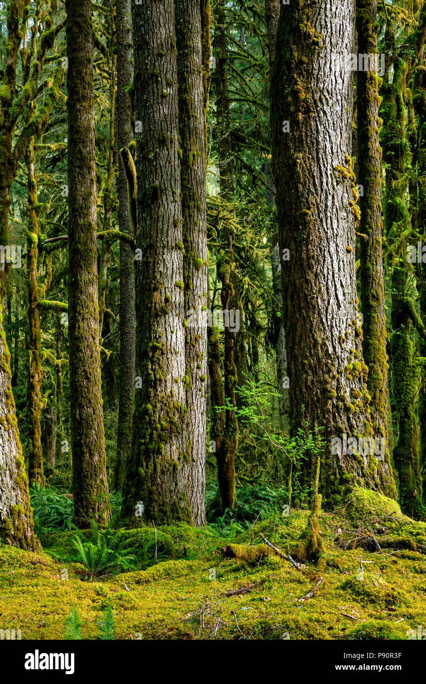 WA 14578-00 ... WASHINGTON - Regenwald an Gräbern Creek entlang der Quinault River Valley in Olympic National Park. Stockfoto