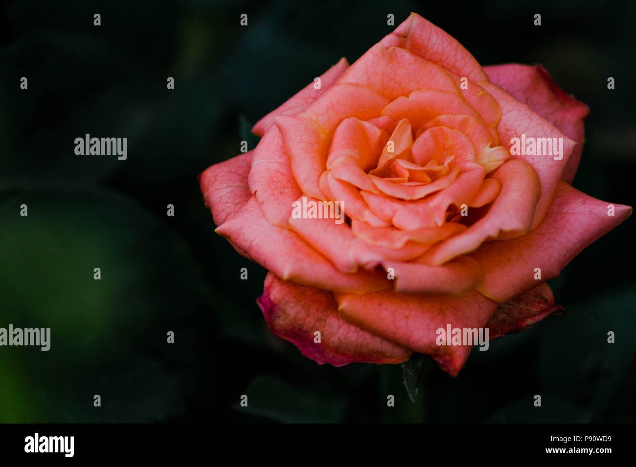 Beste Blume Schuß aus meiner großen Sammlung von flower Photography. Stockfoto