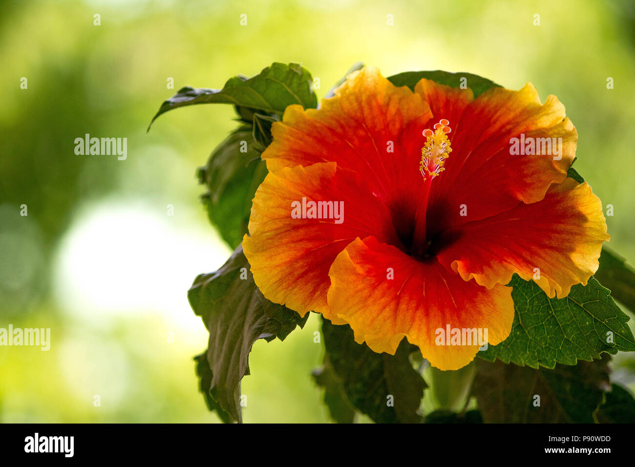 Beste Blume Schuß aus meiner großen Sammlung von flower Photography. Stockfoto