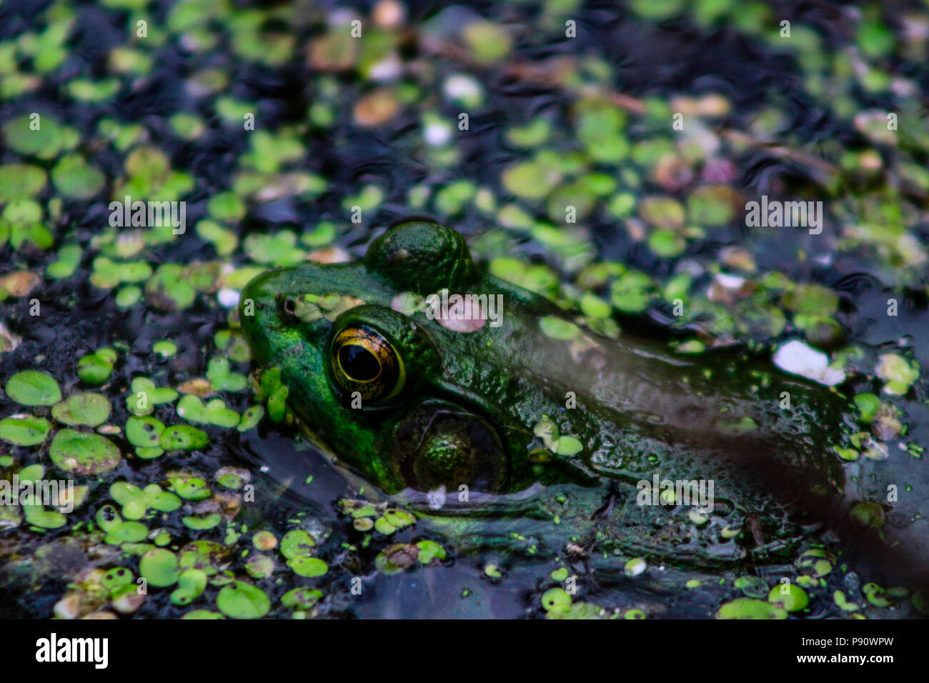 Northern Green Frog Servelas auf einem Felsen. Auch als die amerikanische Grasfrosch bekannt. Don Valley Ziegelei Park, Toronto, Ontario, Kanada. Stockfoto